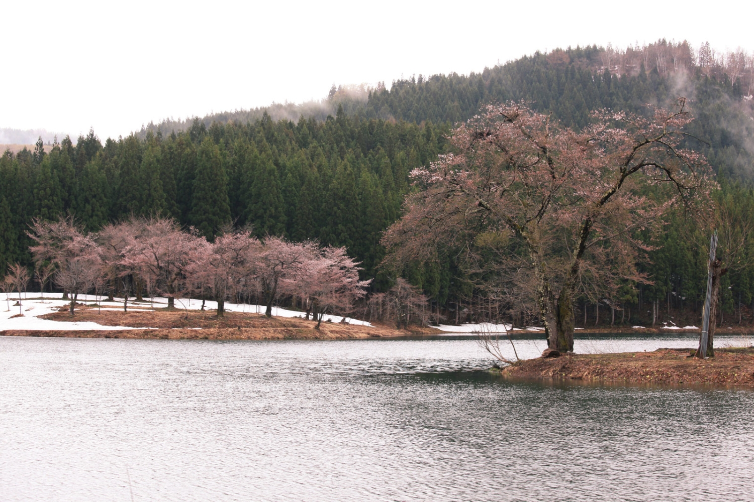 中子の桜